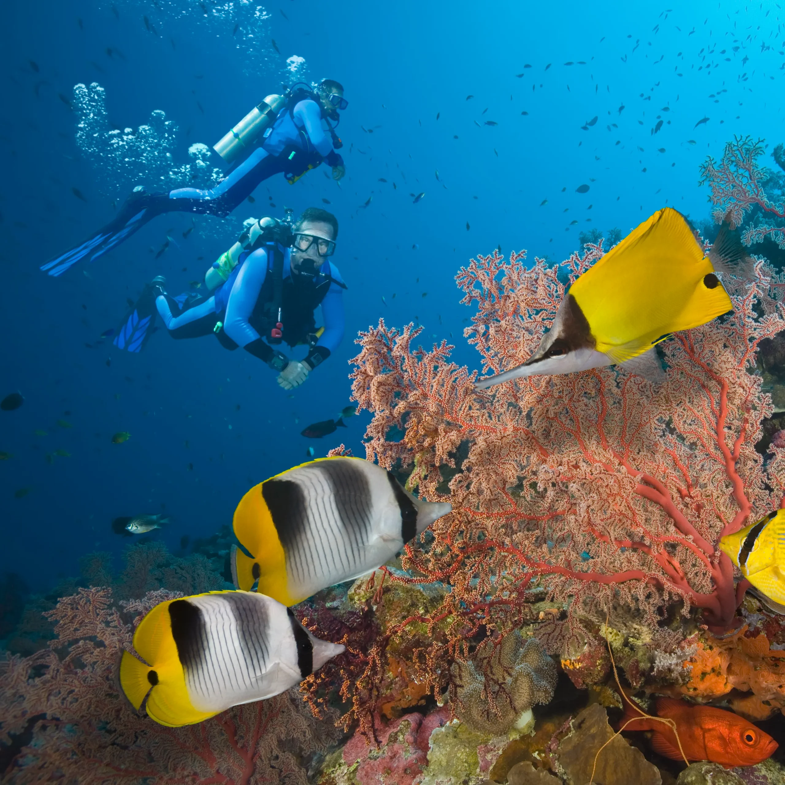 Coral reef with tropical fish and divers at Netrani Island