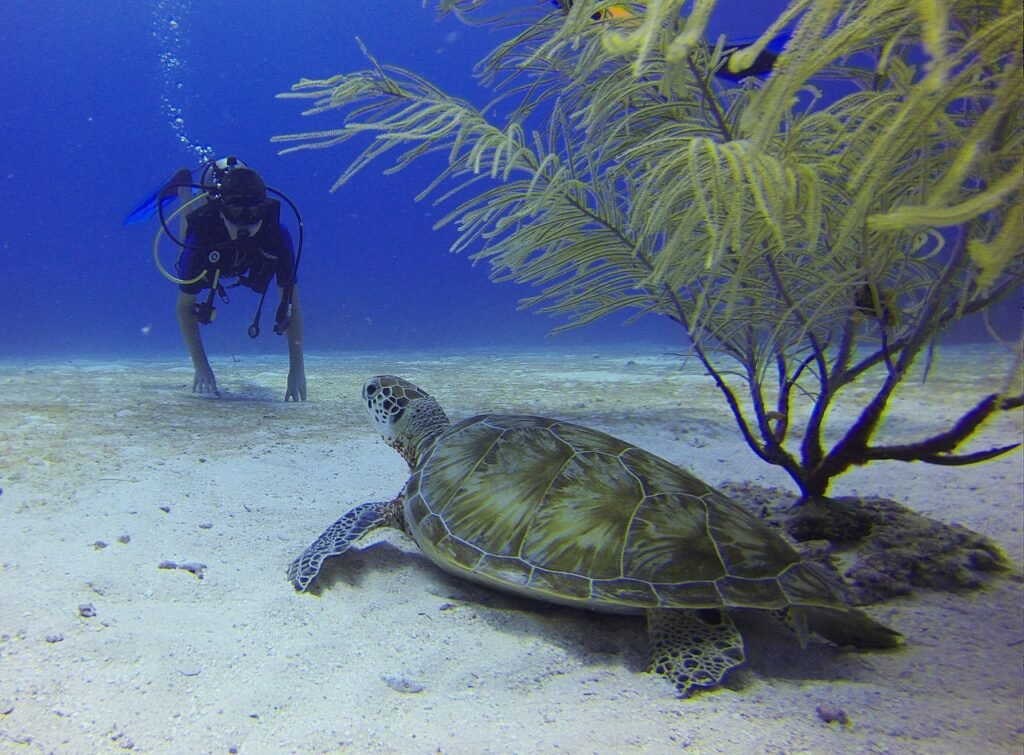 Underwater view of a diver at Netrani Island
